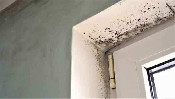 Reliable Berea, SC Mold Removal Solutions