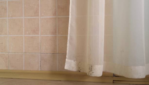 Best Mold-Related Health Consultation  in Berea, SC