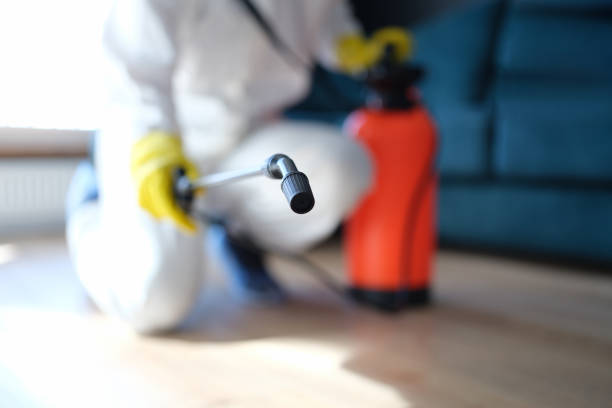 Best Water Damage & Mold Remediation  in Berea, SC