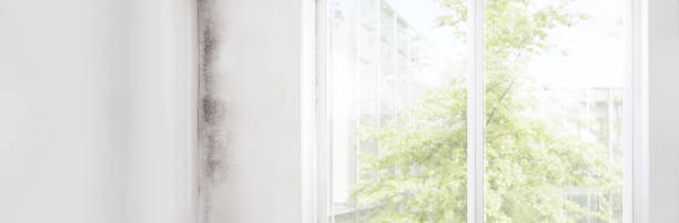 Best Mold Remediation for Vacation Homes  in Berea, SC